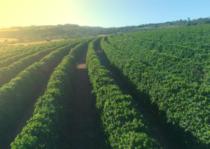 Kebun-Kopi (1)